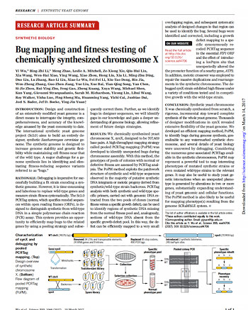 Bug mapping and fitness testing of chemically synthesized chromosome